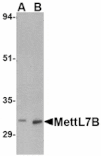 Western blot - MettL7B Antibody from Signalway Antibody (24786) - Antibodies.com