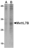 Western blot - MettL7B Antibody from Signalway Antibody (24791) - Antibodies.com