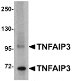 Western blot - TNFAIP3 Antibody from Signalway Antibody (24878) - Antibodies.com
