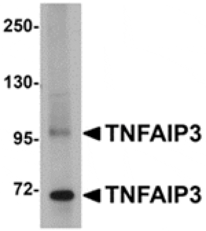 Western blot - TNFAIP3 Antibody from Signalway Antibody (24878) - Antibodies.com