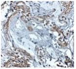 Immunohistochemistry - TNFAIP3 Antibody from Signalway Antibody (24878) - Antibodies.com