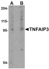 Western blot - TNFAIP3 Antibody from Signalway Antibody (24884) - Antibodies.com