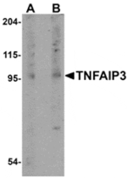 Western blot - TNFAIP3 Antibody from Signalway Antibody (24884) - Antibodies.com