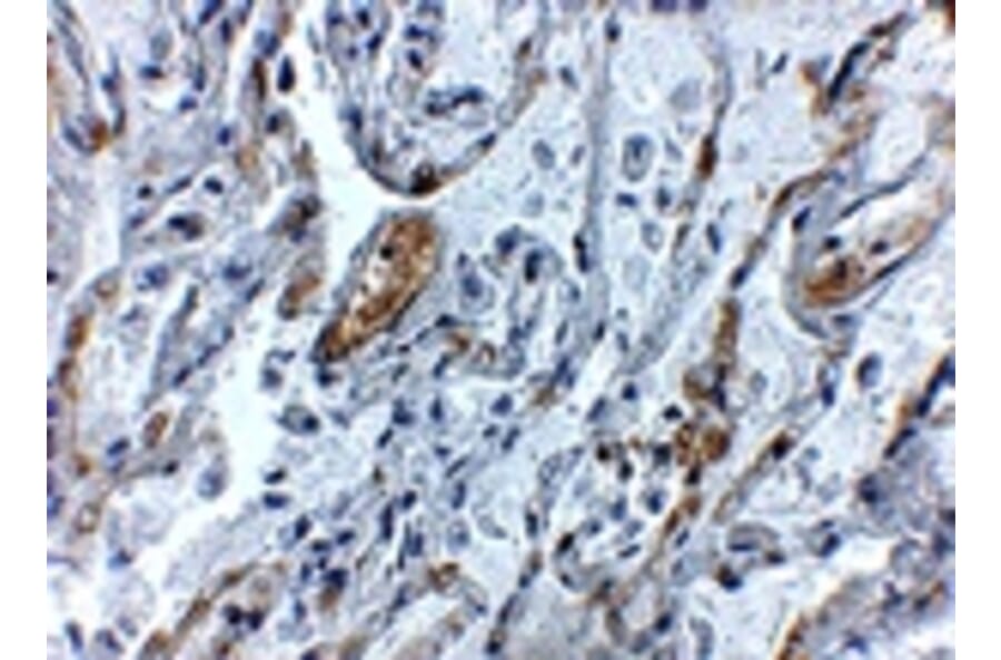 Immunohistochemistry - TNFAIP3 Antibody from Signalway Antibody (24884) - Antibodies.com