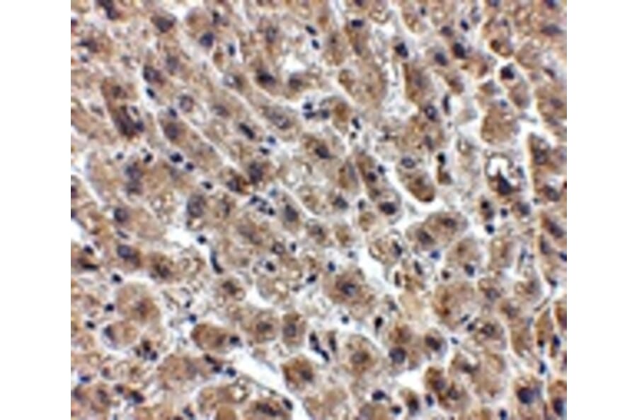 Immunohistochemistry - Albumin Antibody from Signalway Antibody (24891) - Antibodies.com