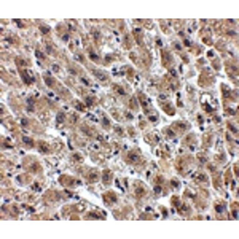 Immunohistochemistry - Albumin Antibody from Signalway Antibody (24891) - Antibodies.com