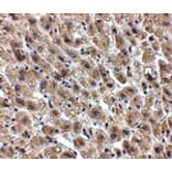 Immunohistochemistry - Albumin Antibody from Signalway Antibody (24891) - Antibodies.com