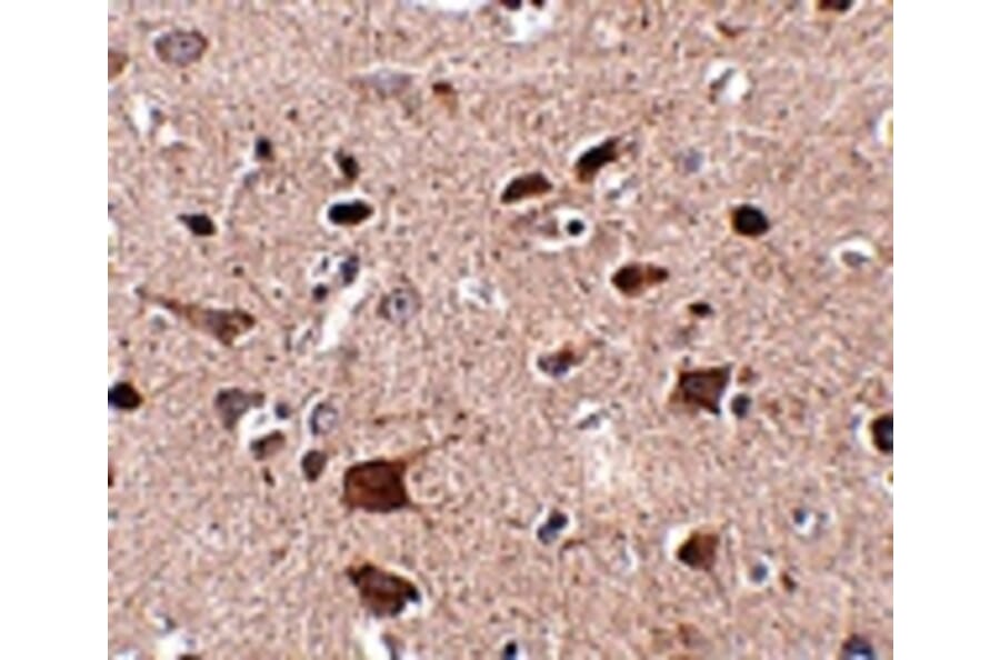 Immunohistochemistry - CCDC134 Antibody from Signalway Antibody (24933) - Antibodies.com