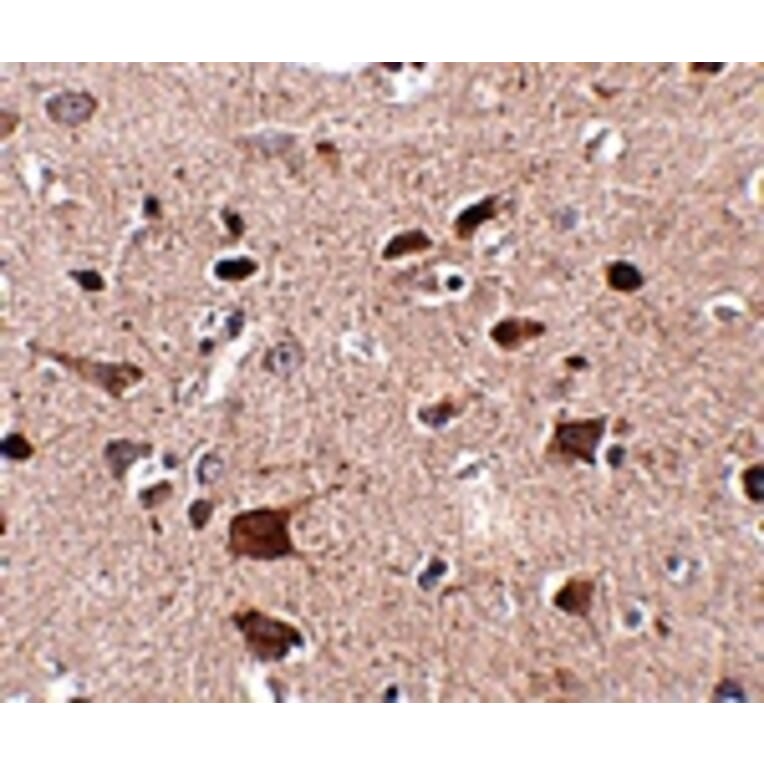 Immunohistochemistry - CCDC134 Antibody from Signalway Antibody (24933) - Antibodies.com