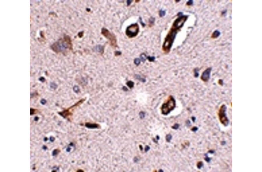 Immunohistochemistry - GALNT10 Antibody from Signalway Antibody (24939) - Antibodies.com