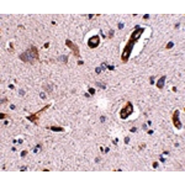 Immunohistochemistry - GALNT10 Antibody from Signalway Antibody (24939) - Antibodies.com