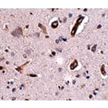 Immunohistochemistry - GALNT10 Antibody from Signalway Antibody (24939) - Antibodies.com