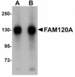 Western blot - FAM120A Antibody from Signalway Antibody (24950) - Antibodies.com