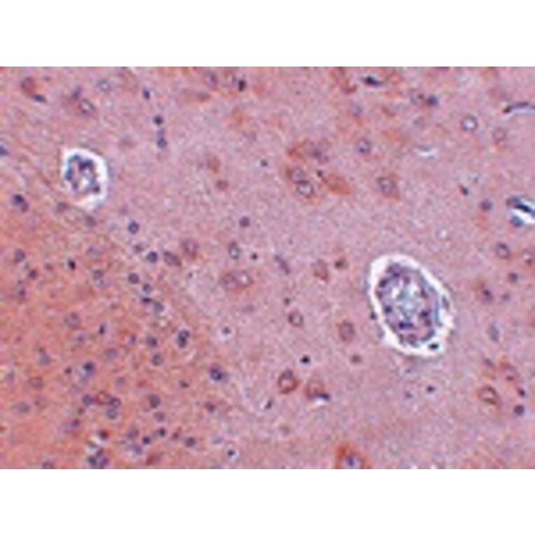 Immunohistochemistry - FAM120A Antibody from Signalway Antibody (24950) - Antibodies.com