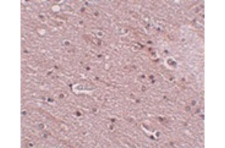 Immunohistochemistry - TMEM16B Antibody from Signalway Antibody (24980) - Antibodies.com