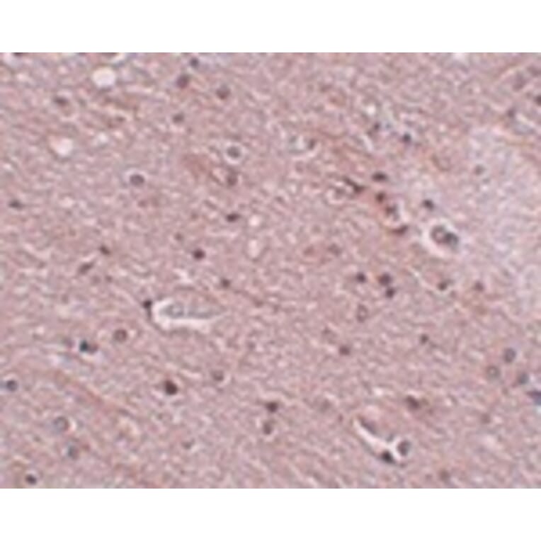 Immunohistochemistry - TMEM16B Antibody from Signalway Antibody (24980) - Antibodies.com