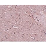 Immunohistochemistry - TMEM16B Antibody from Signalway Antibody (24980) - Antibodies.com