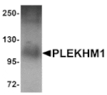 Western blot - PLEKHM1 Antibody from Signalway Antibody (25003) - Antibodies.com