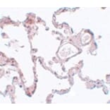 Immunohistochemistry - PLEKHM1 Antibody from Signalway Antibody (25003) - Antibodies.com