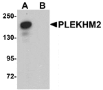 Western blot analysis of PLEKHM2 in rat brain tissue lysate with PLEKHM2 antibody at 0.5 µg/mL in (A) the absence and (B) the presence of blocking peptide.