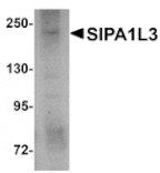 Western blot - SIPA1L3 Antibody from Signalway Antibody (25008) - Antibodies.com