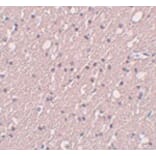 Immunohistochemistry - SIPA1L3 Antibody from Signalway Antibody (25008) - Antibodies.com