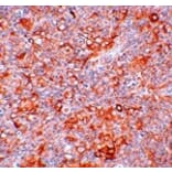 Immunohistochemistry - TMEM38B Antibody from Signalway Antibody (25019) - Antibodies.com