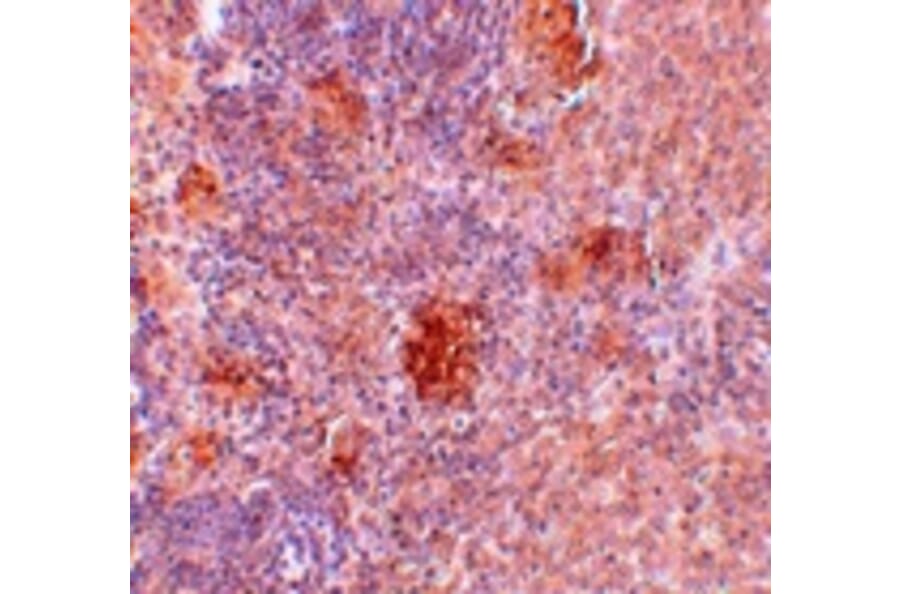 Immunohistochemistry - Slc37A2 Antibody from Signalway Antibody (25074) - Antibodies.com