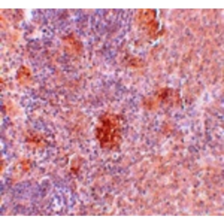 Immunohistochemistry - Slc37A2 Antibody from Signalway Antibody (25074) - Antibodies.com
