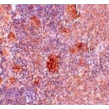 Immunohistochemistry - Slc37A2 Antibody from Signalway Antibody (25074) - Antibodies.com