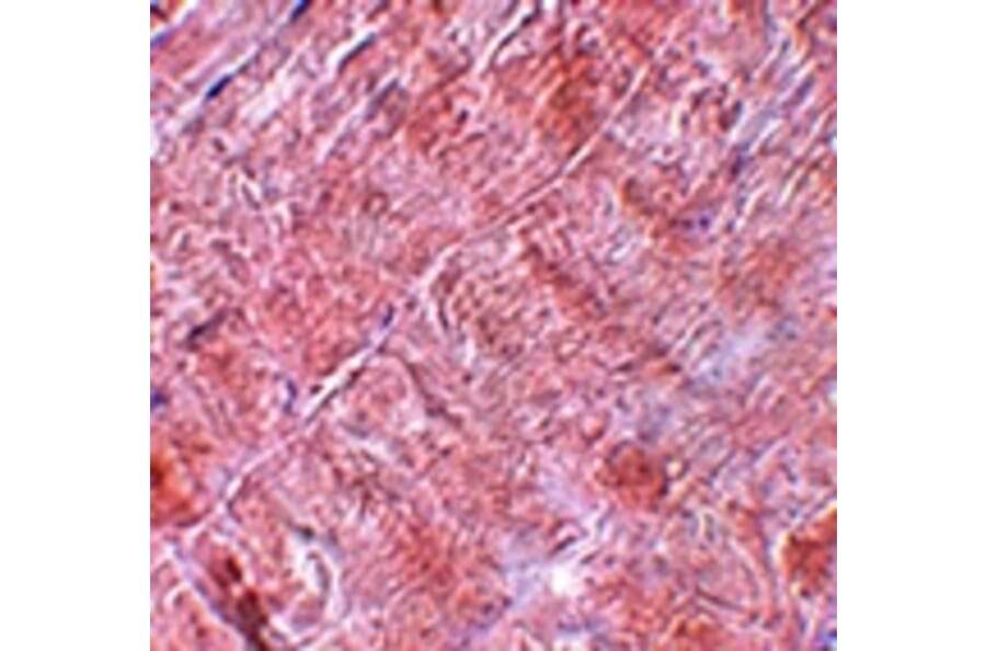 Immunohistochemistry - RANBP10 Antibody from Signalway Antibody (25081) - Antibodies.com
