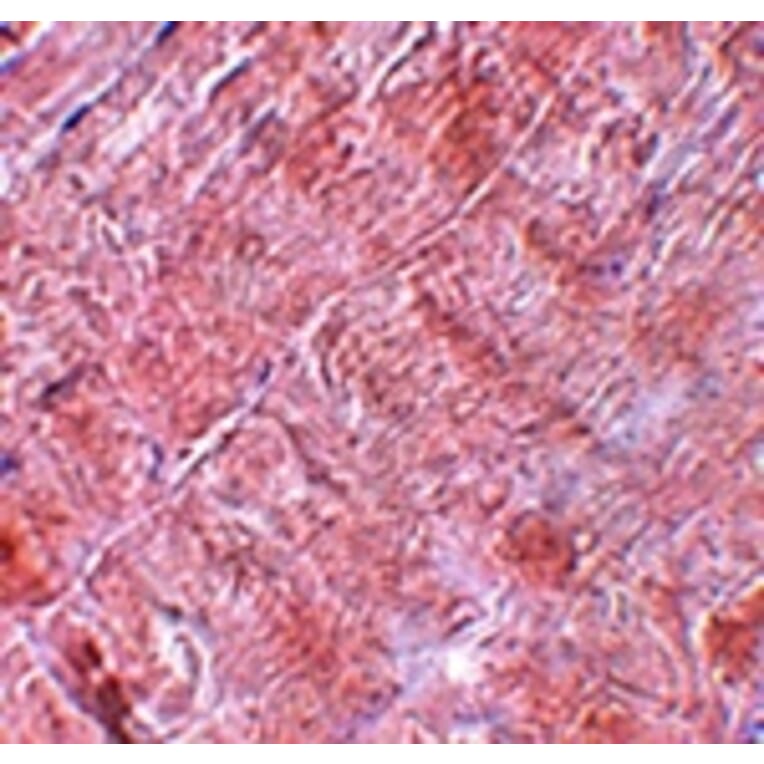 Immunohistochemistry - RANBP10 Antibody from Signalway Antibody (25081) - Antibodies.com