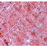 Immunohistochemistry - RANBP10 Antibody from Signalway Antibody (25081) - Antibodies.com