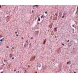 Immunohistochemistry - ZC3H12B Antibody from Signalway Antibody (25086) - Antibodies.com