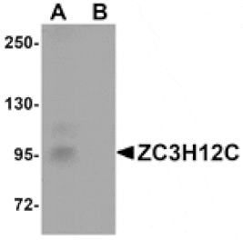 Western blot - ZC3H12C Antibody from Signalway Antibody (25087) - Antibodies.com