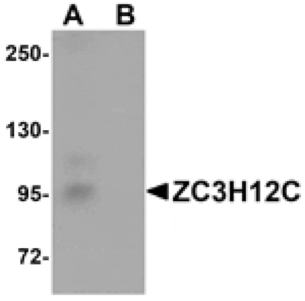 Western blot - ZC3H12C Antibody from Signalway Antibody (25087) - Antibodies.com