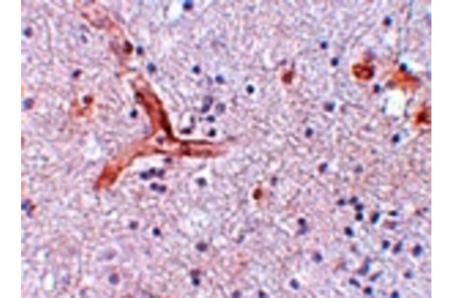 Immunohistochemistry - ZC3H12C Antibody from Signalway Antibody (25087) - Antibodies.com
