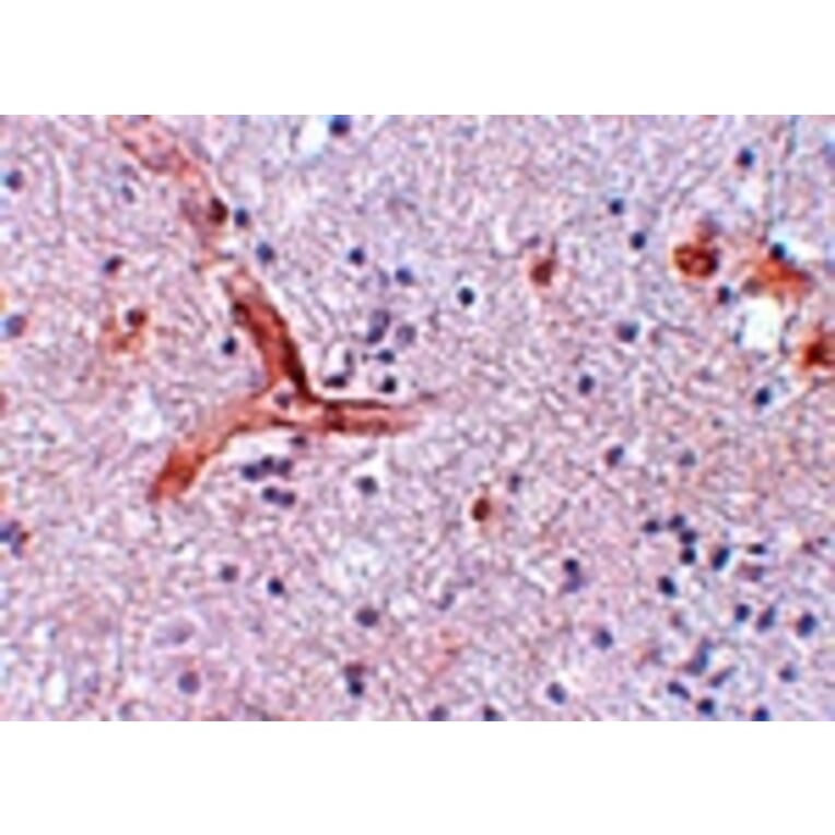 Immunohistochemistry - ZC3H12C Antibody from Signalway Antibody (25087) - Antibodies.com