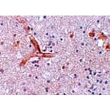 Immunohistochemistry - ZC3H12C Antibody from Signalway Antibody (25087) - Antibodies.com