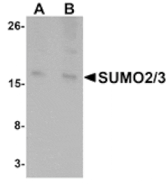 Western blot - SUMO2/3 Antibody from Signalway Antibody (25117) - Antibodies.com