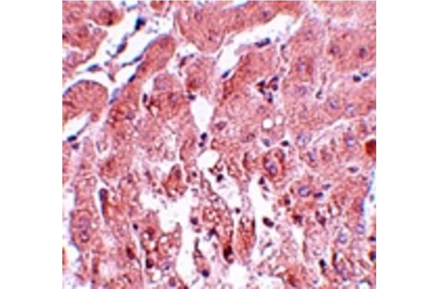Immunohistochemistry - SUMO2/3 Antibody from Signalway Antibody (25117) - Antibodies.com