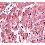 Immunohistochemistry - SUMO2/3 Antibody from Signalway Antibody (25117) - Antibodies.com