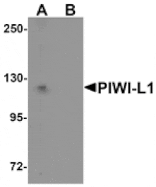 Western blot - PIWI-L1 Antibody from Signalway Antibody (25210) - Antibodies.com