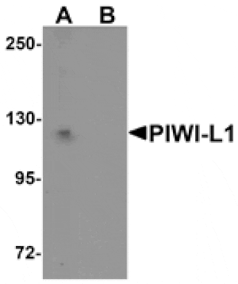 Western blot - PIWI-L1 Antibody from Signalway Antibody (25210) - Antibodies.com