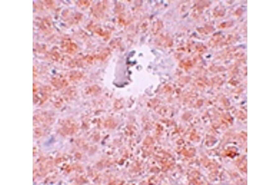 Immunohistochemistry - PIWI-L1 Antibody from Signalway Antibody (25210) - Antibodies.com