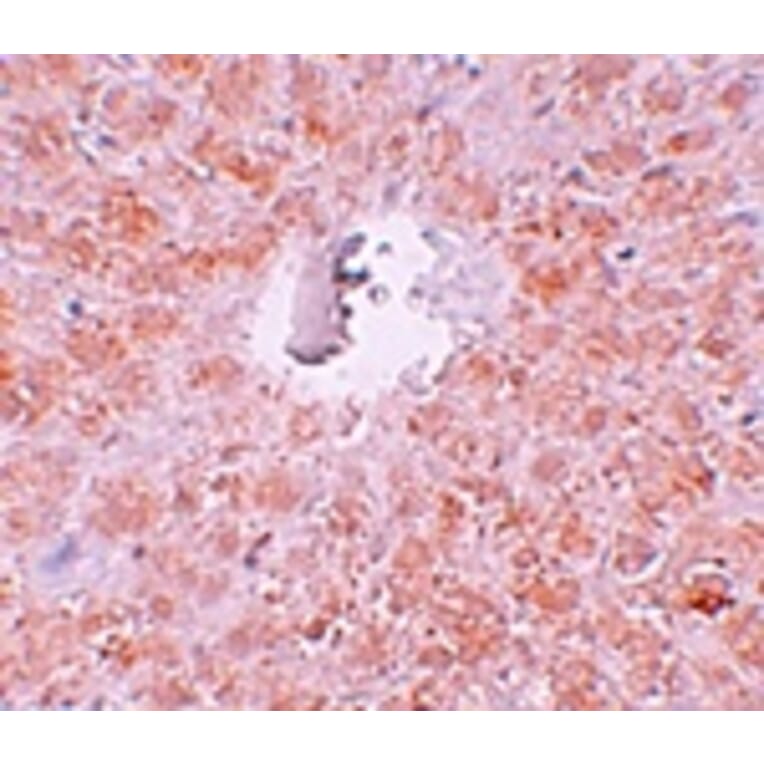 Immunohistochemistry - PIWI-L1 Antibody from Signalway Antibody (25210) - Antibodies.com