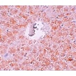 Immunohistochemistry - PIWI-L1 Antibody from Signalway Antibody (25210) - Antibodies.com