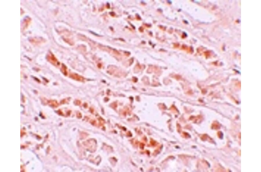 Immunohistochemistry - EFCAB4B Antibody from Signalway Antibody (25215) - Antibodies.com