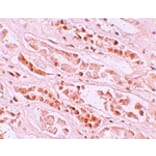 Immunohistochemistry - EFCAB4B Antibody from Signalway Antibody (25215) - Antibodies.com