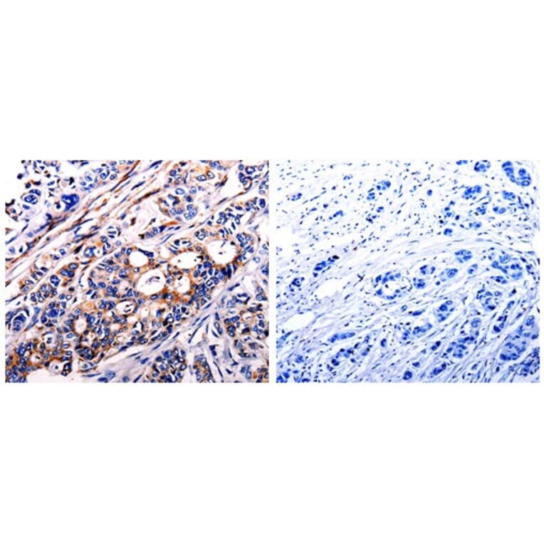 ALDH1A2 Antibody from Signalway Antibody (31007) - Antibodies.com